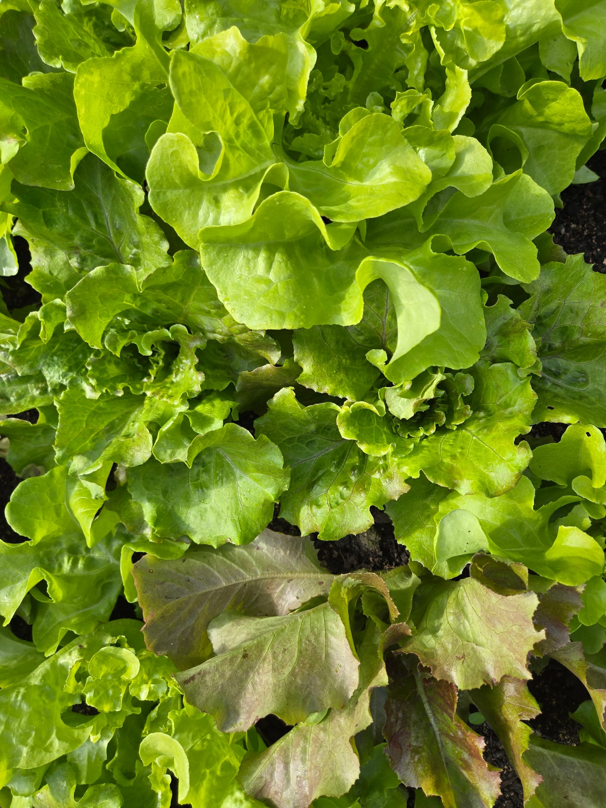 Late Summer Lettuce Mix