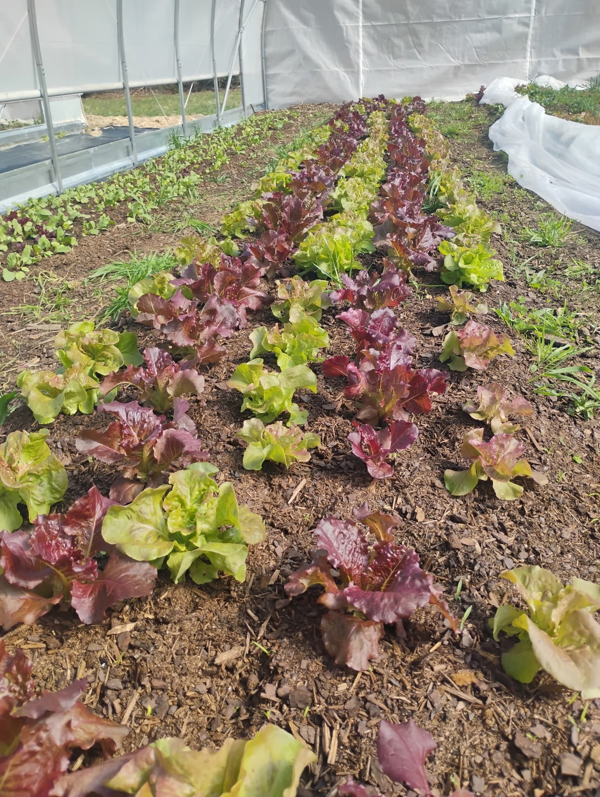 Wholesale - Lettuce with a Cos